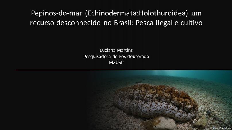 Pepinos-do-mar (Echinodermata:Holothuroidea) um recurso desconhecido no Brasil. Pesca ilegal e cultivo