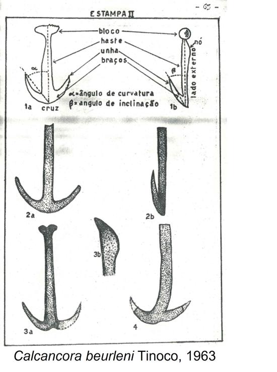 Discovering the fossil record of Holothuroidea (Echinodermata) from Brazil