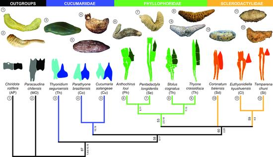 Macrostructural anatomy of sea cucumber’s calcareous rings