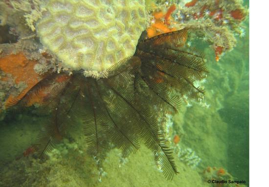 Minding the gap on the taxonomic diversity of Crinoidea (Echinodermata) in Brazil