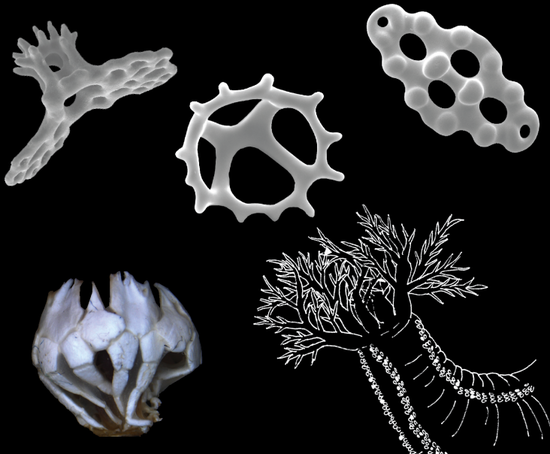 Morphological phylogeny of the families Phyllophoridae and Sclerodactylidae