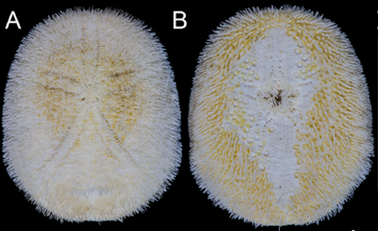 Understanding the evolutionary history of the cassiduloid echinoids